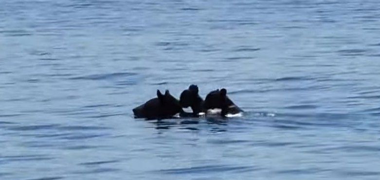 Female bear swimming in New Salem Massachusetts two cubs on her back.