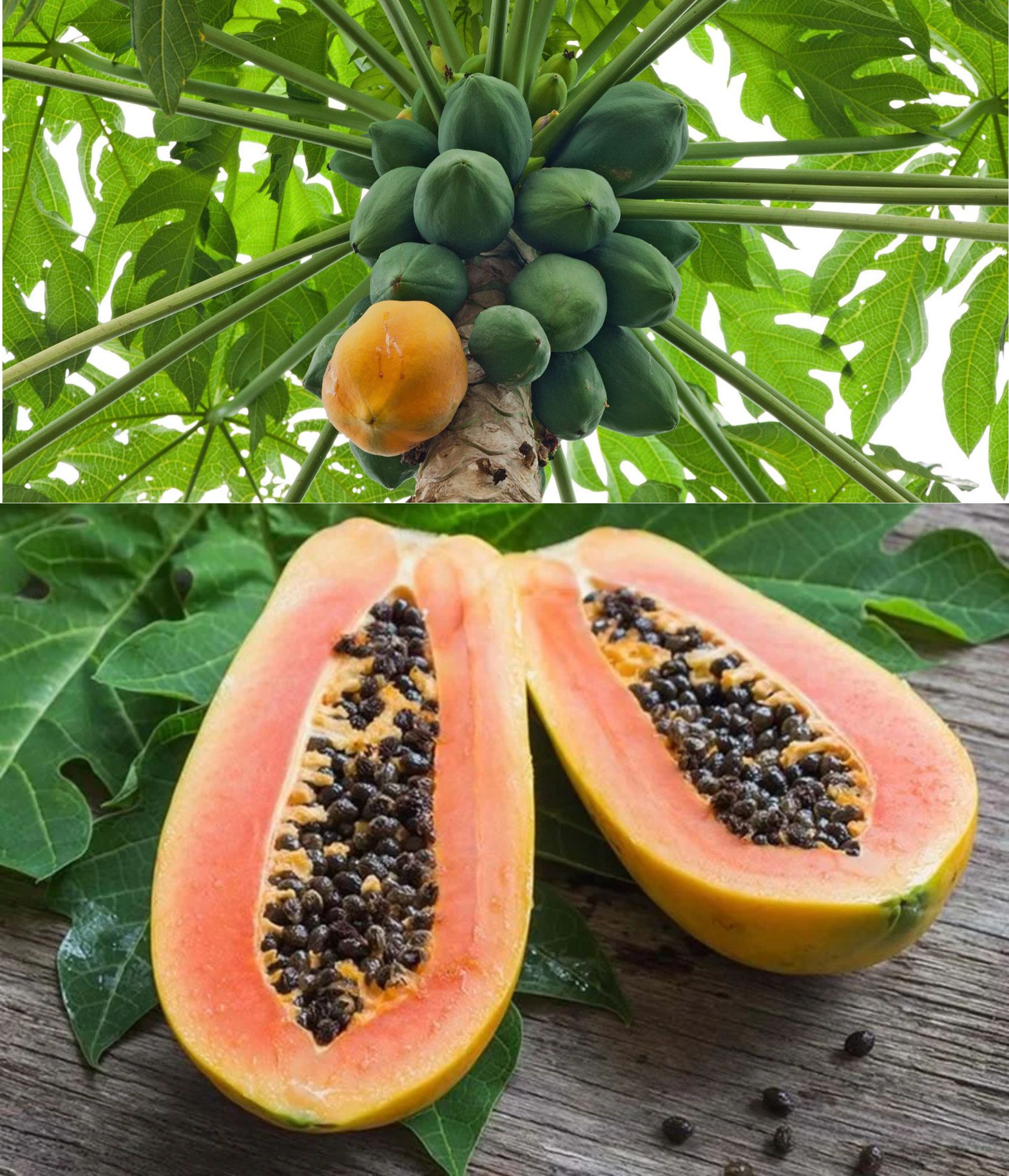 A collage of pawpaw plant and fruit