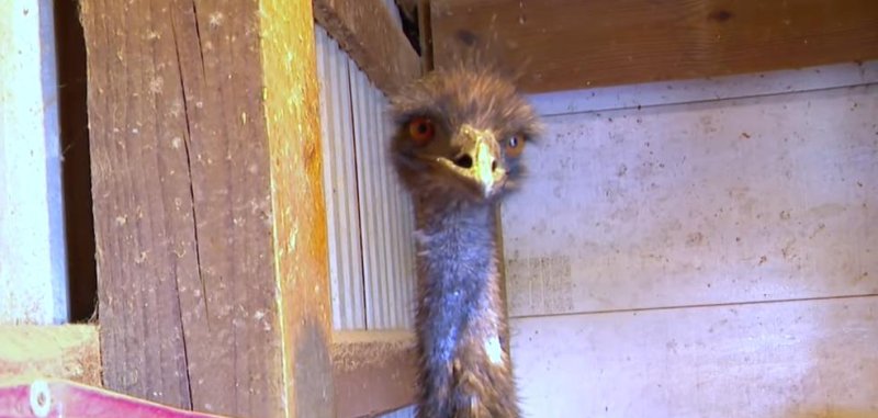 Lost emu found in Minnesota after running away from home, Lost emu found in Minnesota after running away from home,