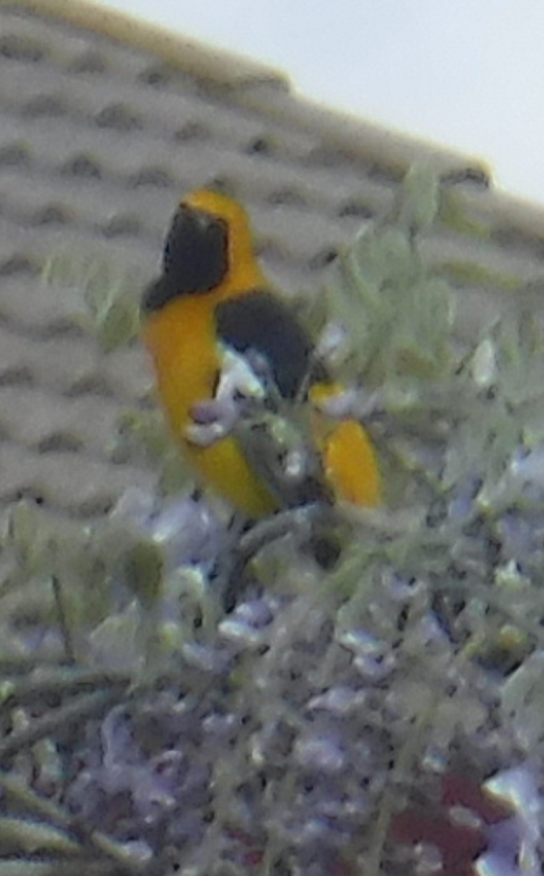 Photo I took of an Oriole in the backyard at home 2020 Photo I took of an Oriole in the backyard at home 2020
