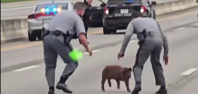 Two South Carolina State Police Officer chase a hog on Interstate 26