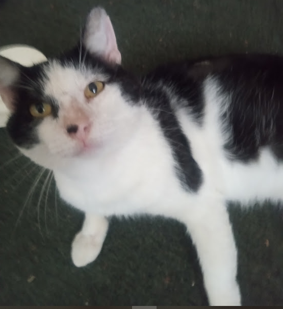 Pedro says hi