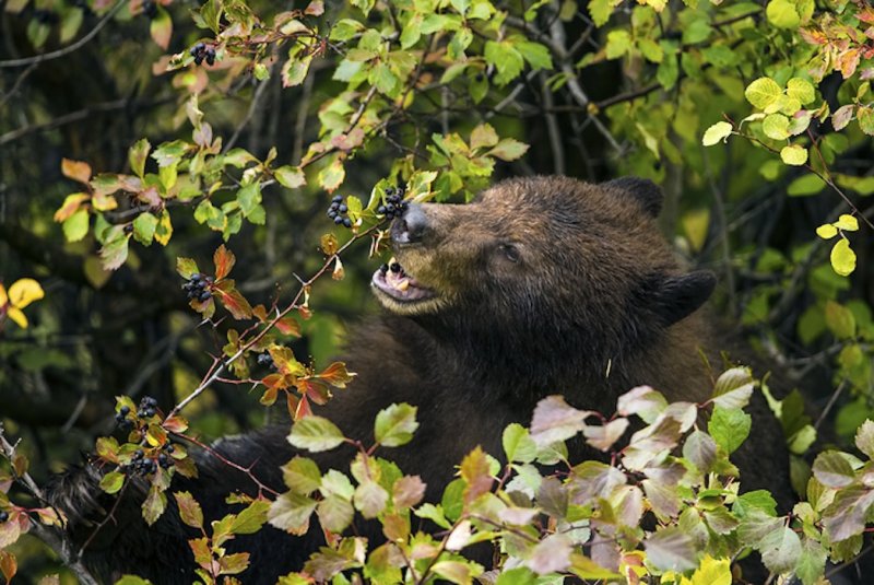 Bears invade a home to steal food in Granby Connecticut 