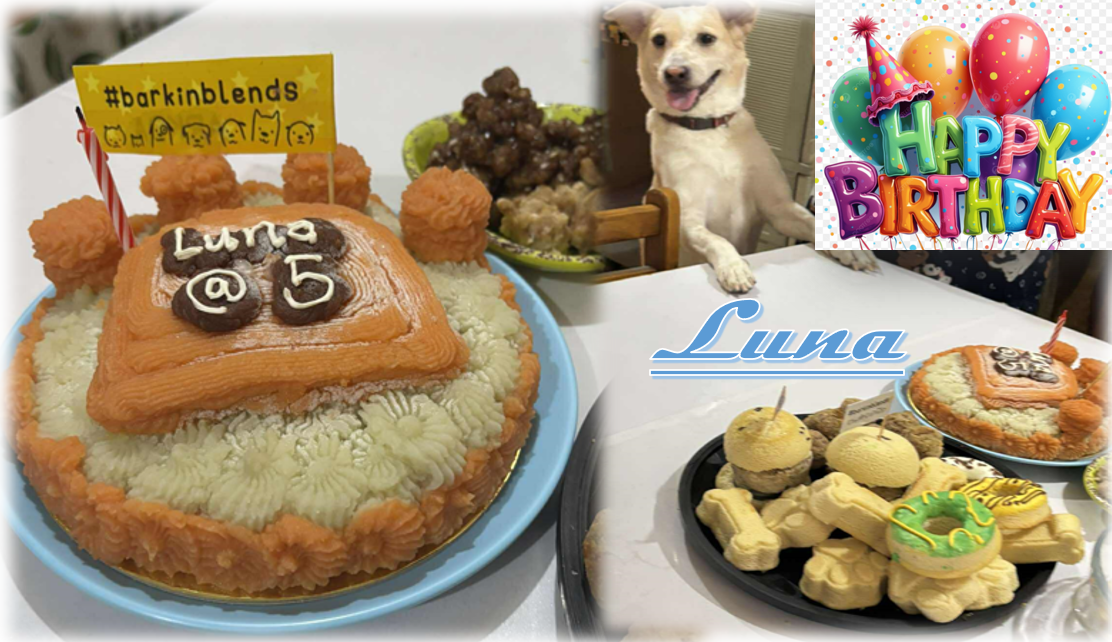 Dog celebrating a birthday