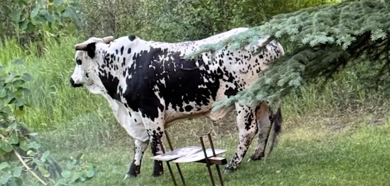 Bull on the loose in Snowmass Village gets caught by his owner.