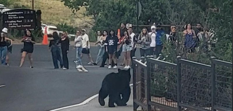 Fans going to a concert in Morrison Colorado and bears