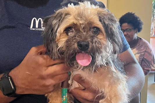 Stray dog reunites with her owner after being away from home in Sr. Louis