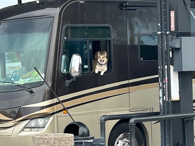 Cute doggie at a gas station.  Photo taken by and the property of FourWalls.