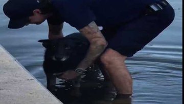 Fort Lauderdale firefighters rescue a dog who was trapped in a canal.