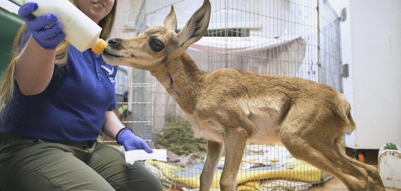 Zoo officials take care of a pronghorn giraffe in San Diego California