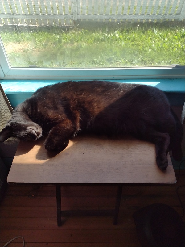 Blackie sleeping