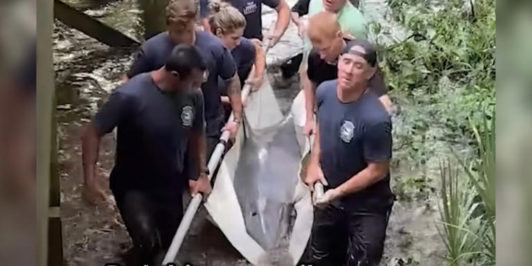 Firefighters and marine mammal rescue a female dolphin from a lagoon