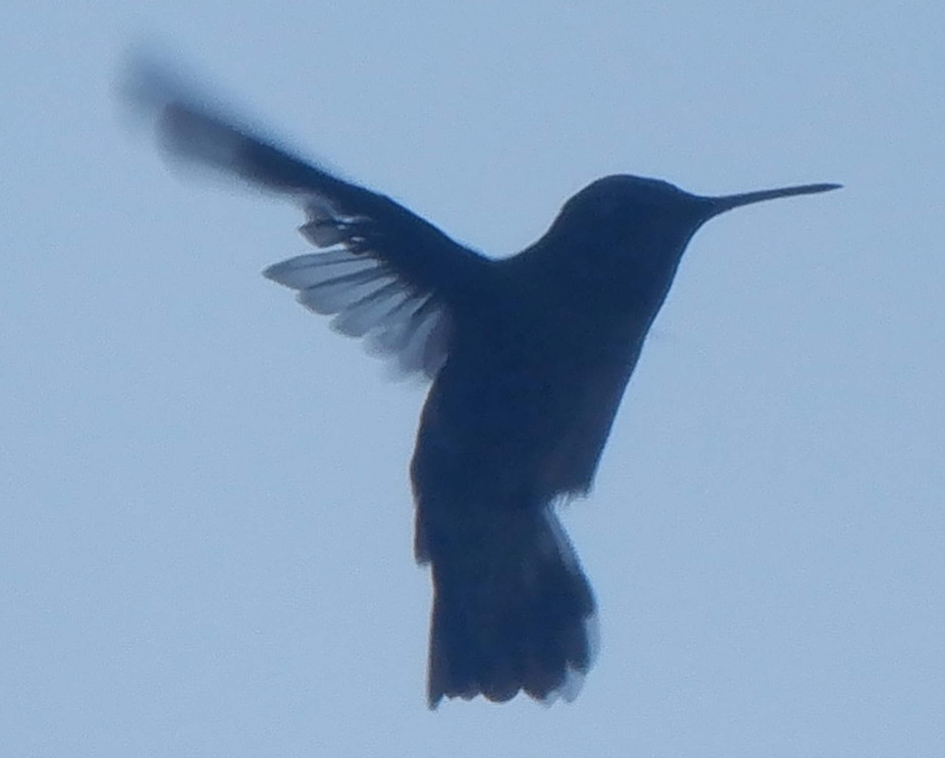 Crop from a photo I took 2022