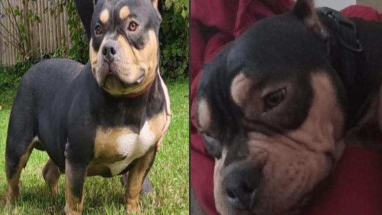 Two year old missing dog reunited with his owner in New York City