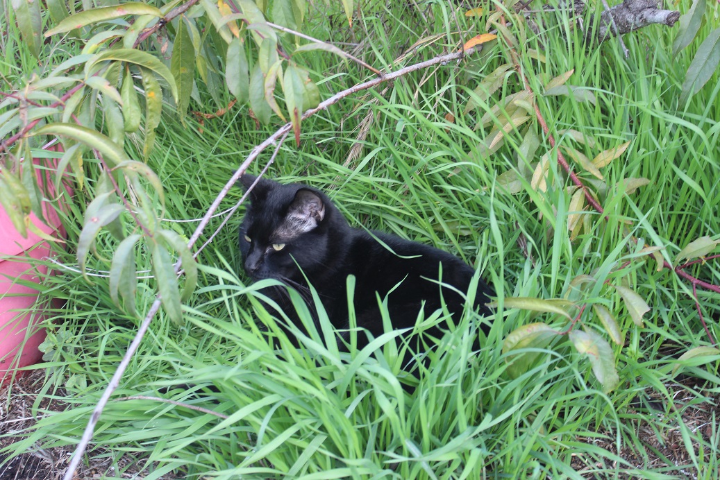Blackie