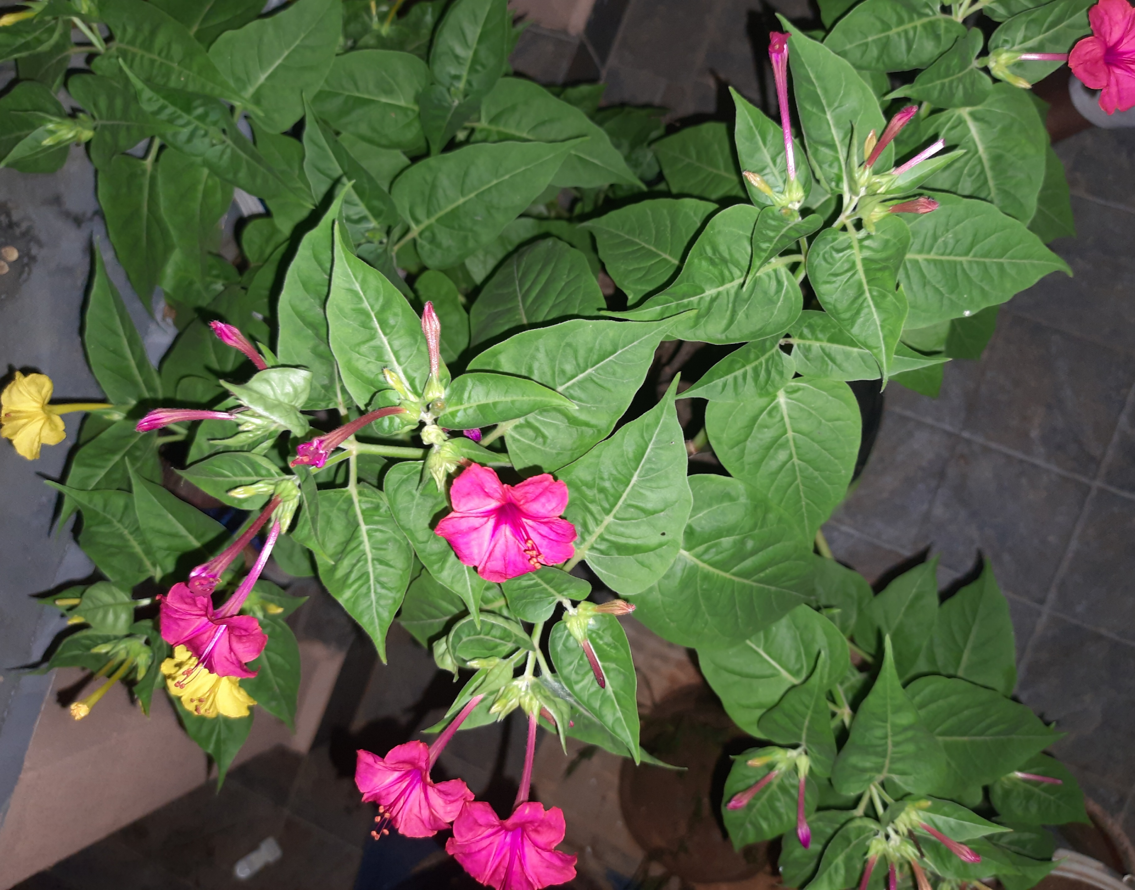 Night flowers