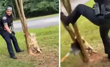 Police officer in Springville Alabama free a coyote who had his paw on a tree. 