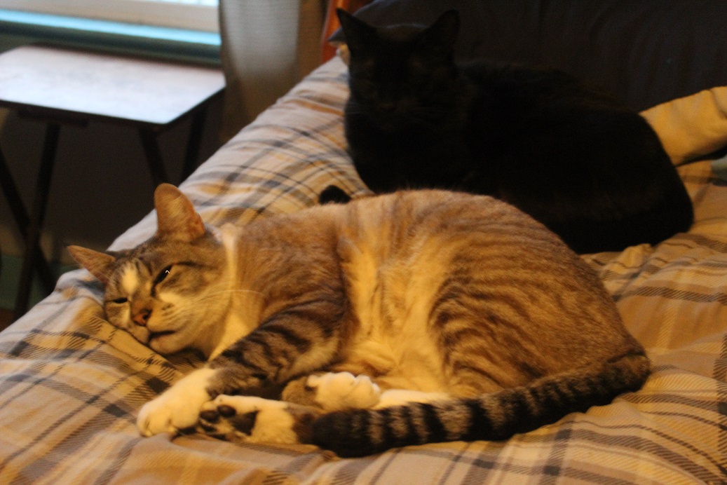 My two cats