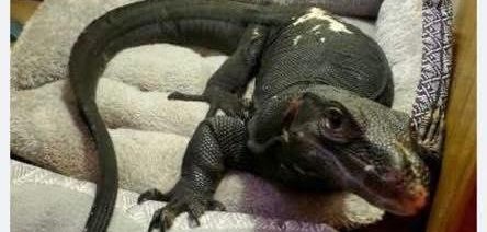 Monitor lizard on the loose in Webster Massachusetts