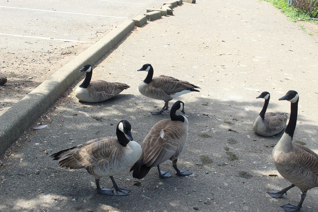 zoo