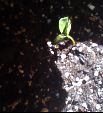 Sprout in my planterbox