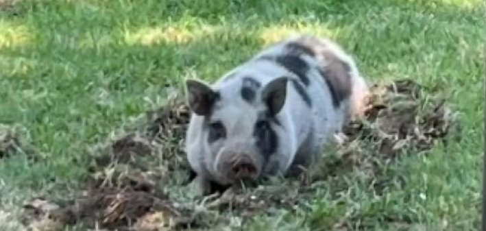 A hog on the loose in Stockton California caught by animal control officers.