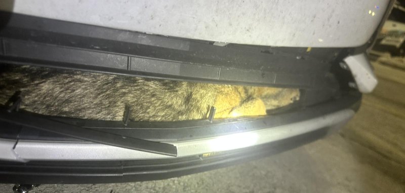 Coyote stuck in a bumper of an auto after being hit in Florida