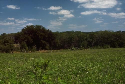 grassland - A region in which the climate is dry for long periods of the summer, and freezes in the winter. Grasslands are characterized by grasses and other erect herbs, usually without trees or shrubs.
