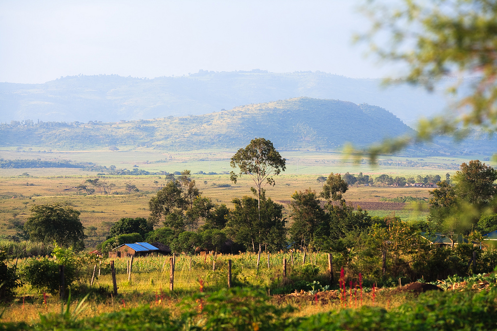 An image of a bright day in a western Kenya countryside