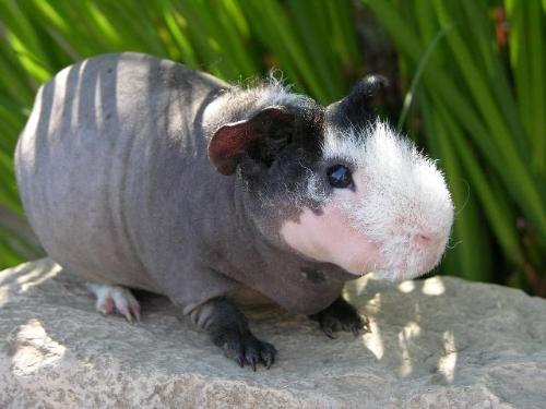Hairless Guinea Pig (Skinny) - Hairless guinea pig known as a skinny.  One of my foster cavies!