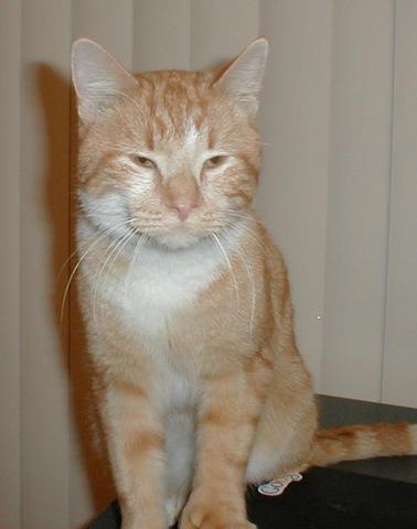 cat - cat