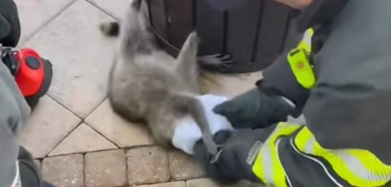 A raccoon rescued by firefighters in Coral Springs Florida last month.