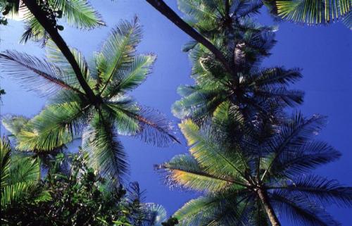 coconut tree - coconut: tall palm tree bearing coconuts as fruits; widely planted throughout the tropics