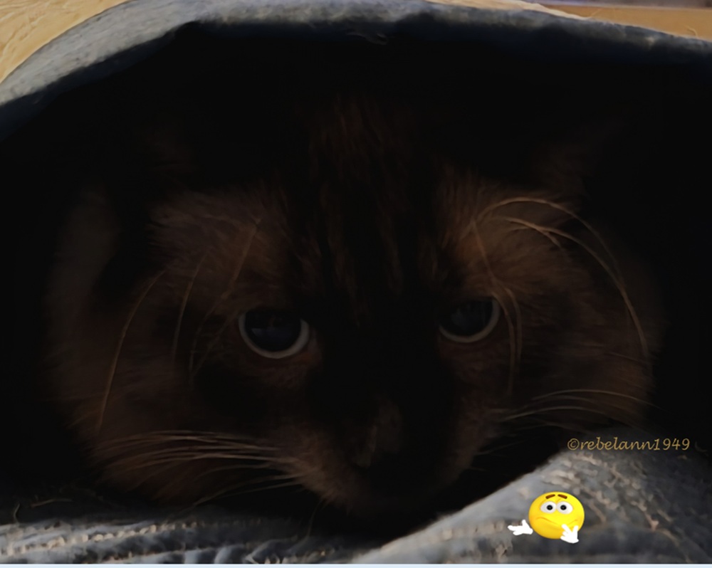 Tuffy loves to hide under the covers