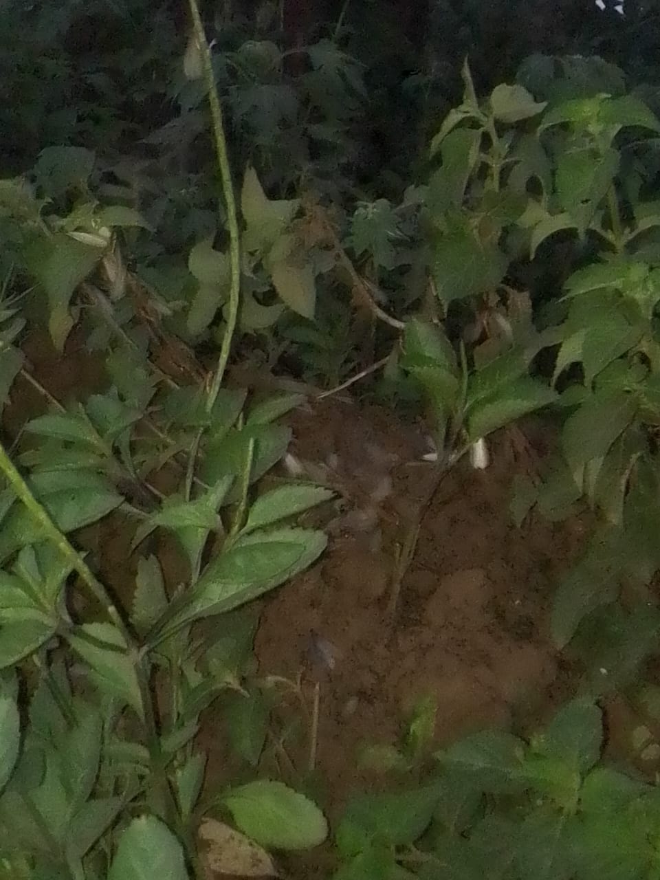 A photo I took of evening / dusk white ants on the evening of 22.08.2025.