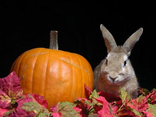 Senior Thanksgiving Rabbit - My 10 year old rabbit in a Thanksgiving/Halloween setting.