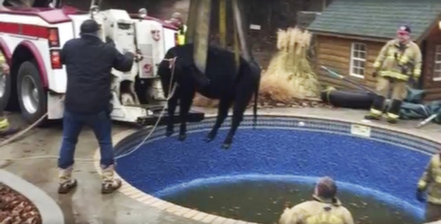 Cow rescued by firefighters in Drumright Oklahoma