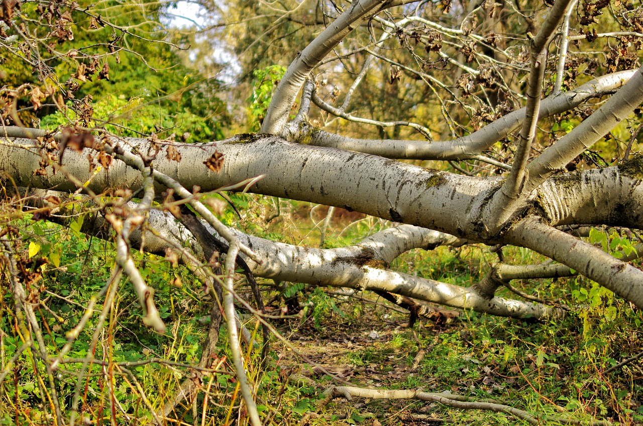 fallen tree, chain saw stuck, pole saw, sunburned
