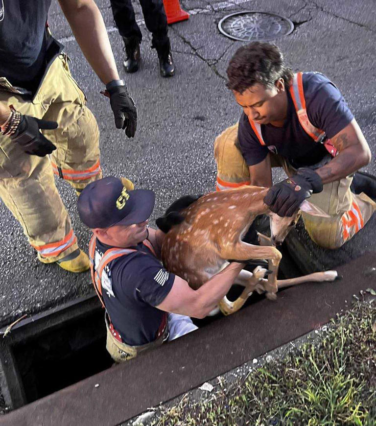 Firefighters in Ohio rescue a fawn who was inside of a storm drain.