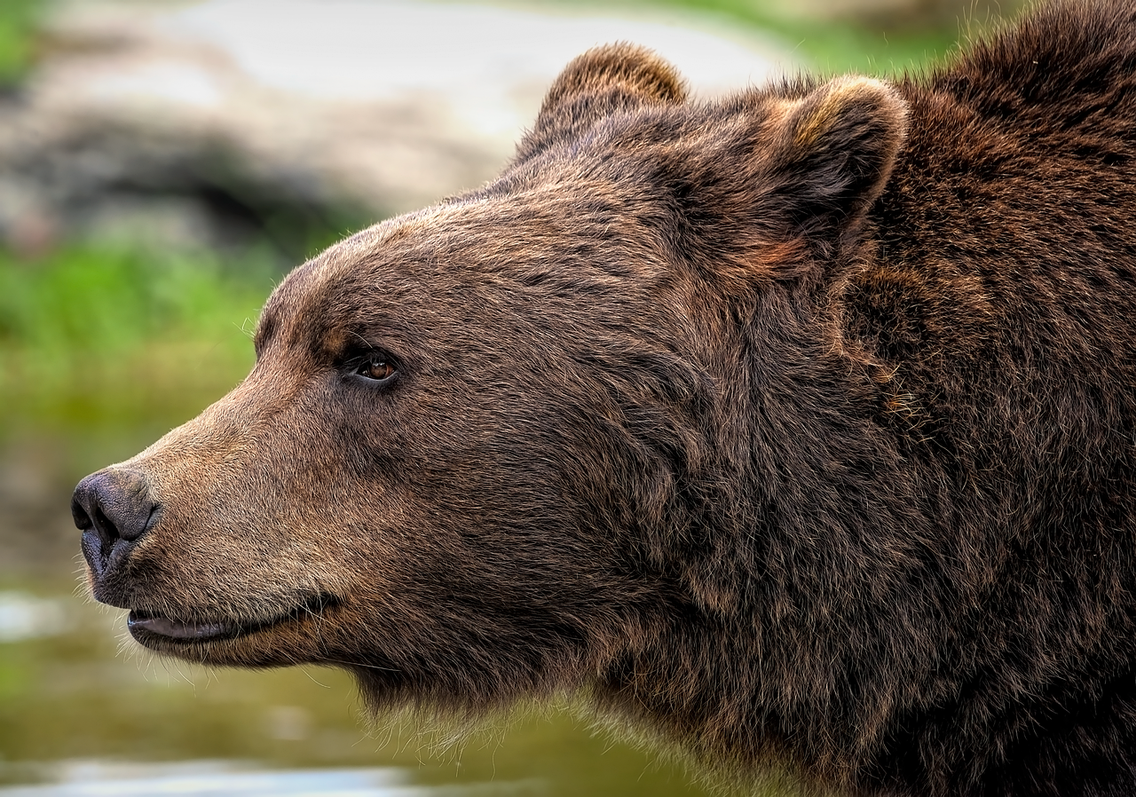 A bear symbolises strength and connection to strength