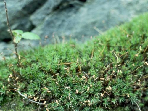 grass - shoot down, of birds  cover with grass; 'The owners decided to grass their property'  narrow-leaved green herbage: grown as lawns; used as pasture for grazing animals; cut and dried as hay  spread out clothes on the grass to let it dry and bleach