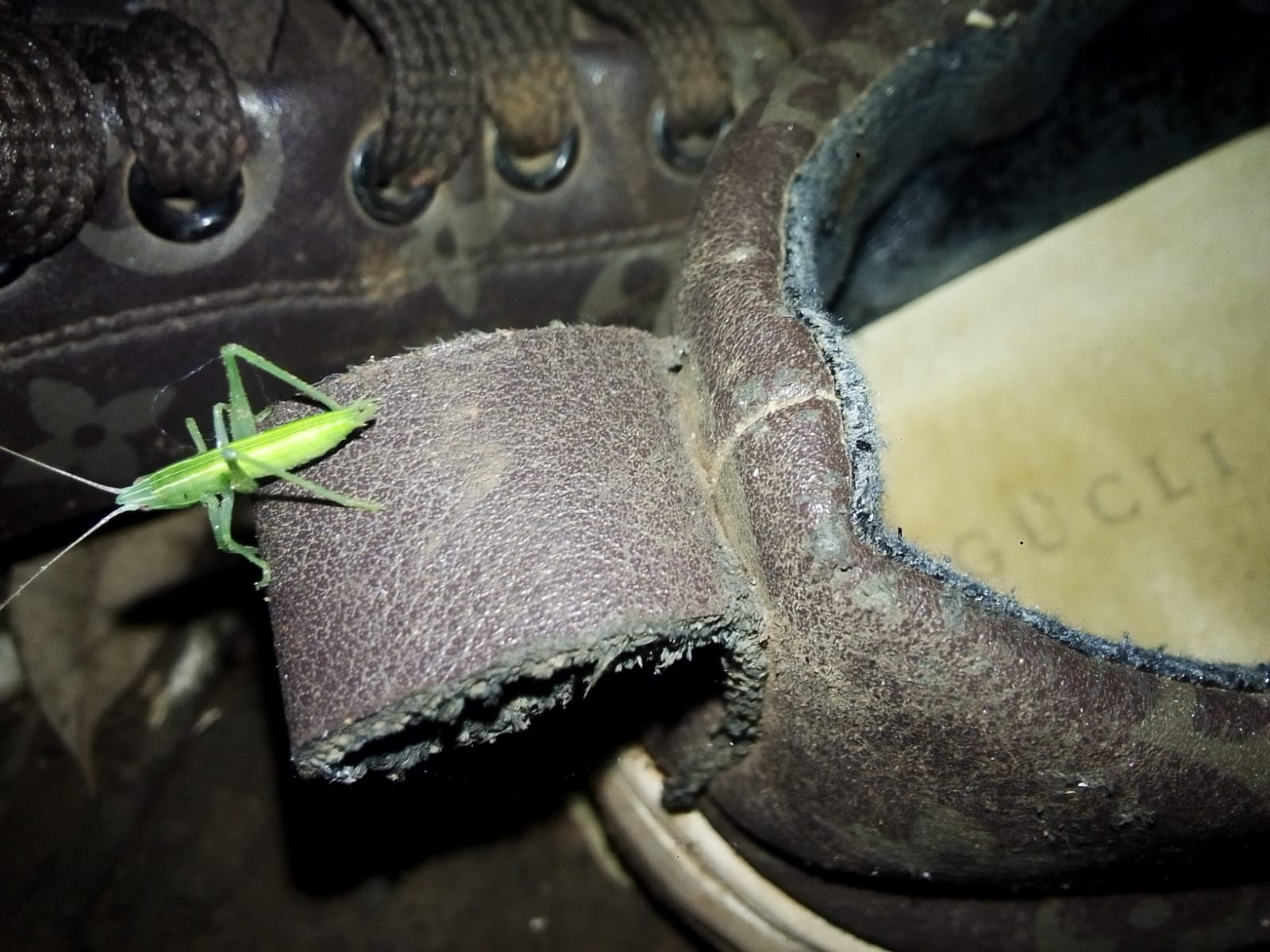 A photo I took of an insect that predicts visitors. It visited me recently 