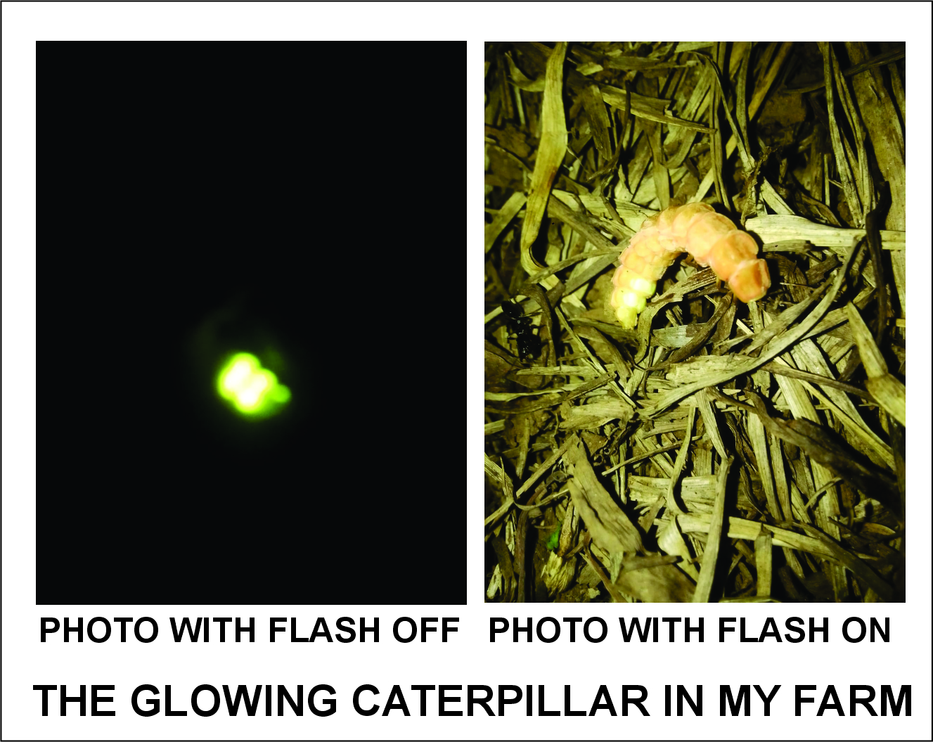 Collage of photos of the glowing insect i took from my farm. 