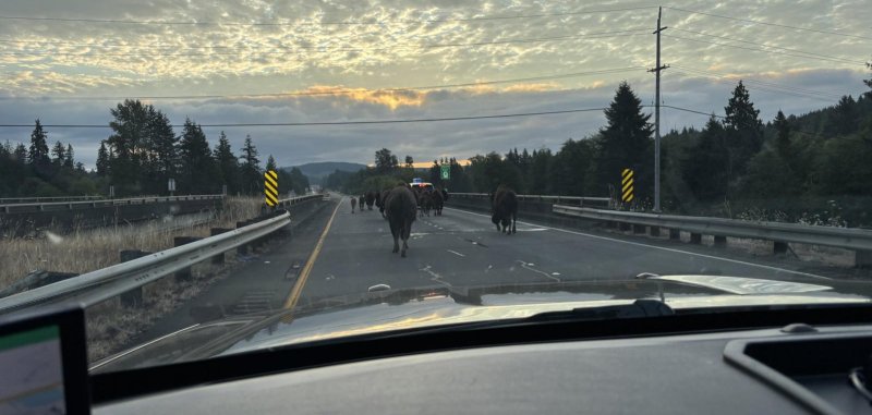 Loose bison on a highway in Elma Washington. Loose bison on a highway in Elma Washington.