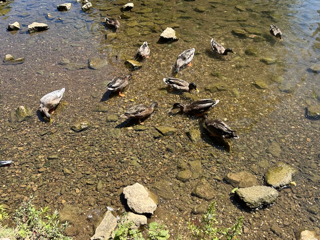 Ducks in Beargrass Creek enjoying some bird seed.  Photo taken by and the property of FourWalls.