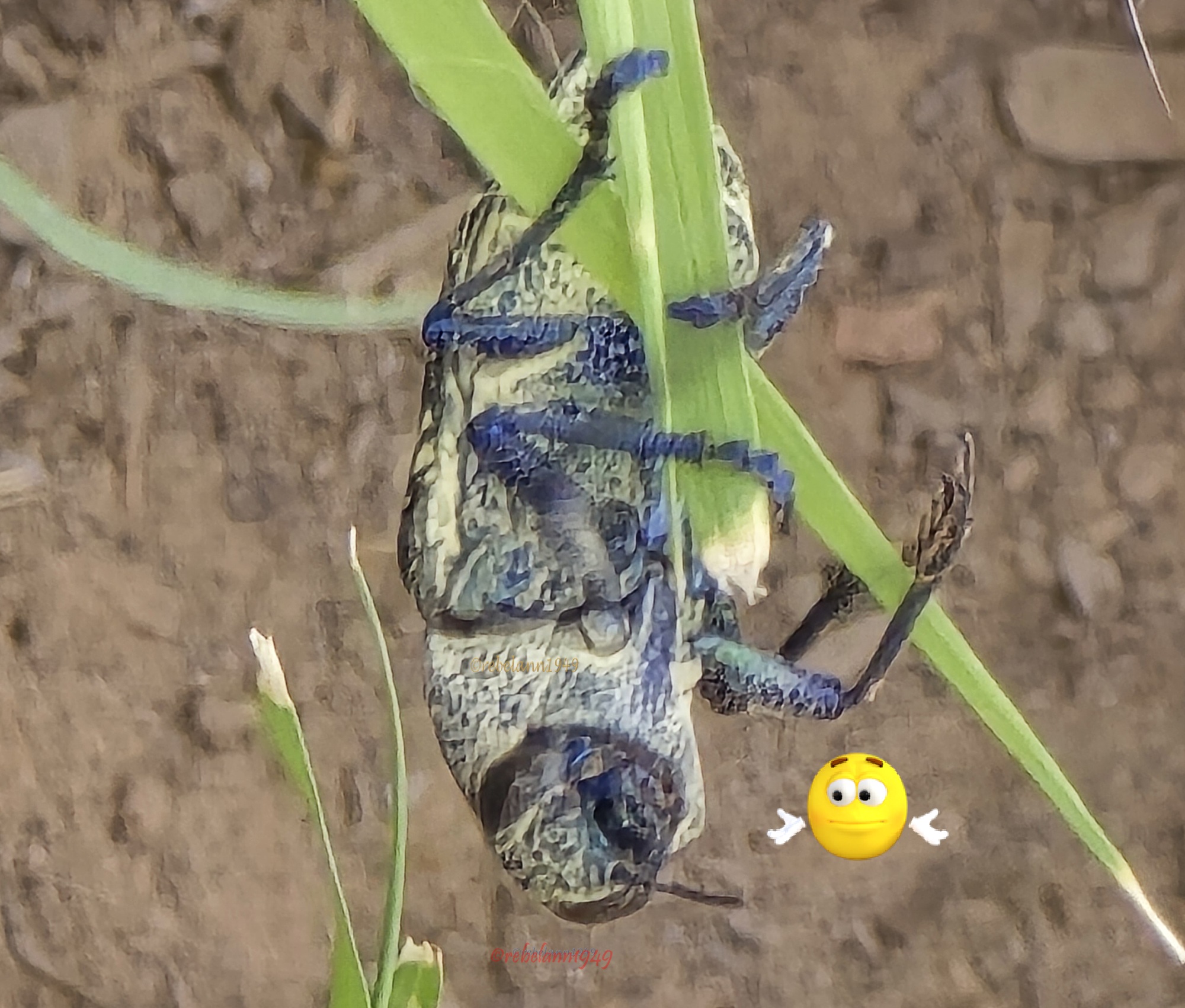 OMG, it is a harmful beetle