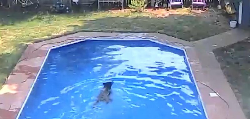 Bear taking a swimming lesson in a swimming pool in Connecticut