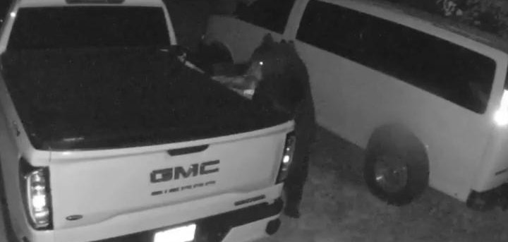 Bear steals sunflower seeds from a truck in Massachusetts 