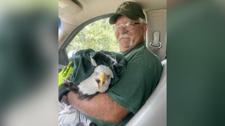VPSO deputy Lynn Bennett with a bald eagle he rescued in Louisiana