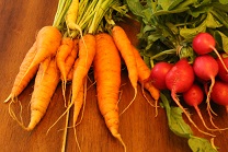 carrots and radishes